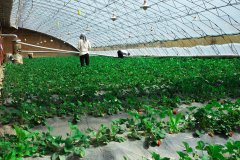 国家发改委：建立周边6省市联保机制，增加对北京蔬果供应