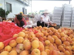 徐州桃丰农场主种桃致富为周边农民提供就业