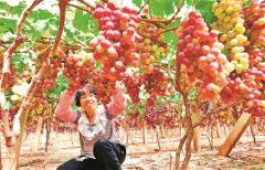 云南弥勒：葡萄丰收采摘忙