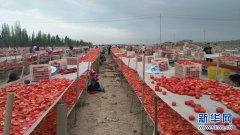 和静县：番茄“映红”戈壁滩，农户增收乐开怀