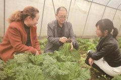 黔西县雨朵镇：5000亩白菜助农增收