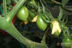 缙云：选育汽雾种植玉米、番茄获成功