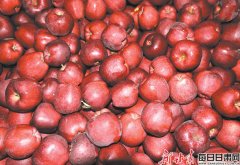 苹果飘香惹人醉 农民敲开幸福门——礼县倾力打造苹果富民产业的背后