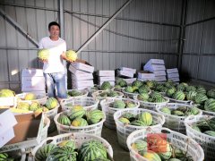 咸安蔬果基地被淹 周边群众帮忙抢出两万斤西瓜