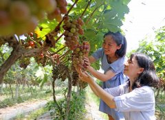江西抚州市东乡区：葡萄丰产又丰收水果采摘醉游人