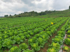 农发行威宁县支行投放2000万元信贷资金支持威宁县蔬菜产业建设