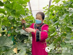 “太空蔬菜”助农兴农扶贫忙