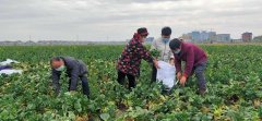战疫·复工丨给工人送“口粮” 钱塘新区种植大户20多亩青菜捐企业