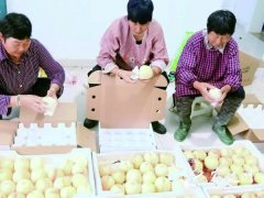 泗阳果农10万斤水蜜桃滞销，盼您助力帮他卖卖桃！