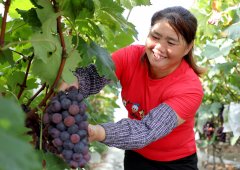 江西全南：葡萄丰收农民增收