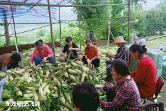 助力脱贫攻坚，武汉市黄陂区富家寨村，水果玉米销售打烊