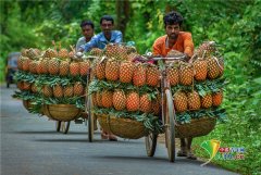 孟加拉工人用自行车运送菠萝 高难度堆叠技术提高效率