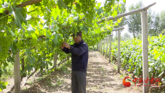 金塔：葡萄产业创造“甜蜜”生活