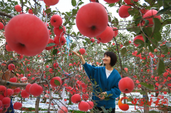 宁县：27.2万亩苹果进入收获期