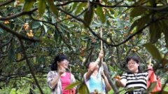 杭州周边时令水果采摘攻略来了，一年四季都有！