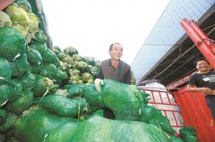 上海蔬菜集团多策并举稳定蔬菜批发价格