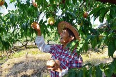 跨地域合作种好“一只桃” 近3万户桃农累计增收16亿元