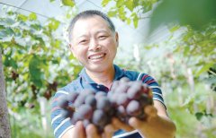 南平七姑村的葡萄将陆续上市销售