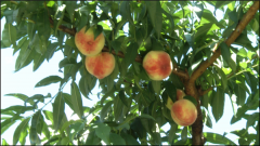 瓮安猴场：苹果桃丰收 甜了一村人
