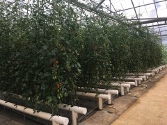 润州：无土种植番茄 节水农业促丰产