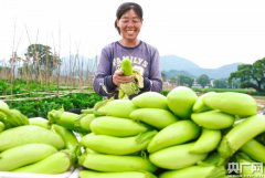 江西泰和：无公害蔬菜助农脱贫致富