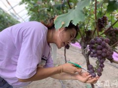 合肥大圩：28岁“二宝妈妈”学玩直播 葡萄供不应求