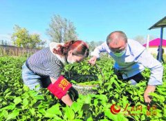 新疆博乐市：农家蔬菜进城记