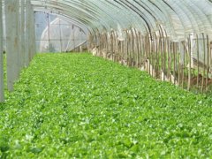 自贡蔬菜大棚生产厂家除湿的五个妙技