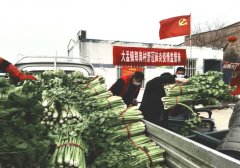 中牟县大孟镇：一捆“暖心”芹菜 温暖了这个冬天