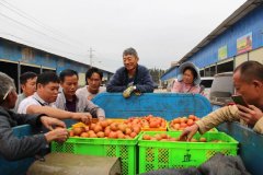 泸西县：小番茄成就致富大产业