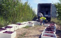 伊宁市：工作队帮种植户采摘果蔬找销路