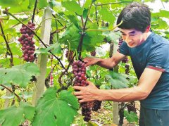 九龙坡：“葡萄专家”的幸福生活