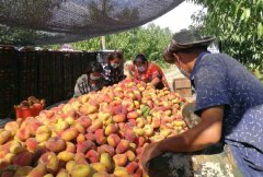 伊宁市：水果丰收季 农民采摘忙