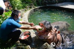 洗淋浴、吃冰镇西瓜……重庆这些动物开启避暑生活
