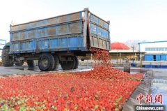 新疆博湖县1.55万亩“订单”番茄进入采收期(组图)