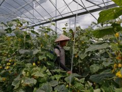 江西安远：蔬菜种植 种出村民致富新希望