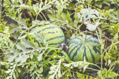 七星关区：西瓜种植“甜”农家