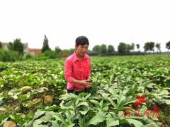 陕西武功县：蔬菜种植托起群众致富梦