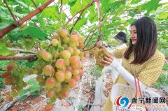 船山区永河现代农业产业园第三届葡萄节甜蜜开采