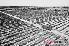 「图片新闻」高台县种植的450亩戈壁西瓜喜获丰收