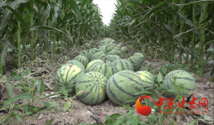 高台罗城镇：3300亩制种西瓜喜获丰收