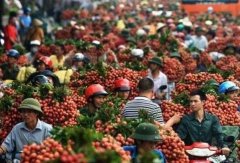 越南公布最新消息：千吨水果连夜运到中国，印：能一碗水端平吗？