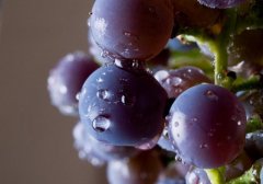 日本一串葡萄拍出约8.5万人民币