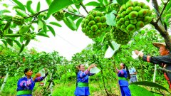 天柱县：发展精品水果产业 助力脱贫攻坚