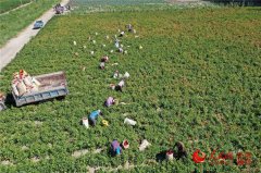 新疆博湖：訂單蔬菜種植讓農民增收有招