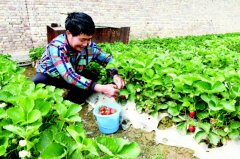 肃北：发展特色果蔬 鼓起农民“钱袋子”