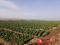 遂平县常庄镇高效蔬菜种植基地：让贫困户的钱包鼓起来