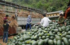 越南千吨级水果，将进入中国市场，印度：满满羡慕