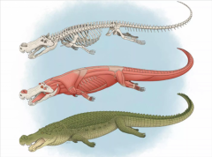 科学家发现8千万年前“恐怖鳄鱼”：牙齿跟香蕉一样粗大、撕咬力超强