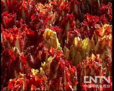 [农广天地]芽球菊苣的栽培技术（20110801）＂+pindao+＂